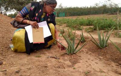 India – Andhra Pradesh – Agua potable y Plantas medicinales